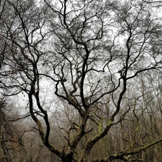 Akiknek már nem lesz több tavaszuk: a Lengyeli-legelő Fái