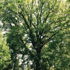 Az óriás makkfa
