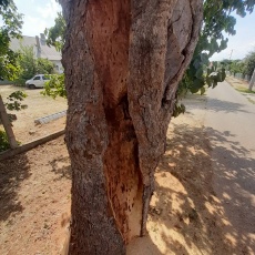 Sajóörösi törökmogyorófa
