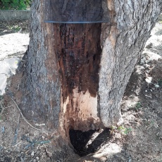 Sajóörösi törökmogyorófa