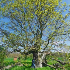 A tiszaigari Mátyás-király fa