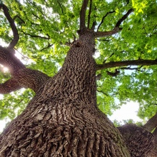  Perkátai Öreg Tölgy - az idős fák nagykövete